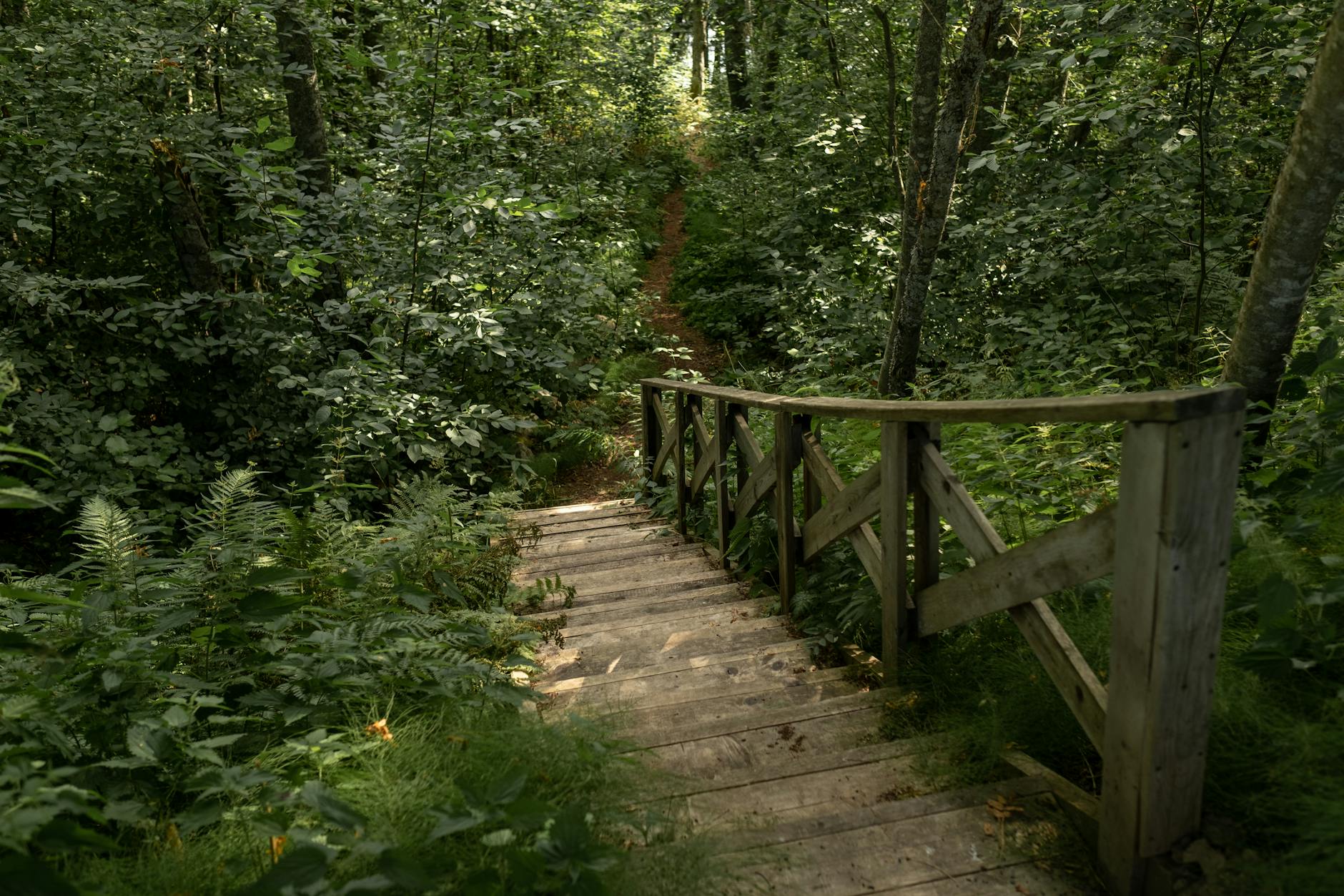 stairs in lush green forest